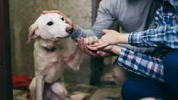 Heimbehandlung von Vestibulariserkrankungen bei Hunden