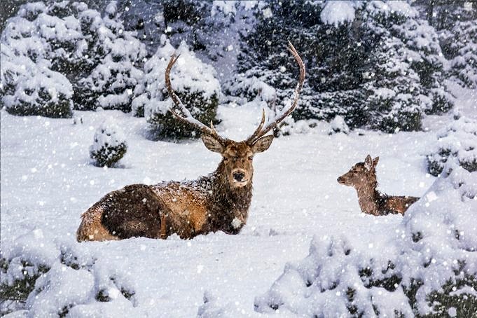 Wie überleben Hirsche Den Winter?